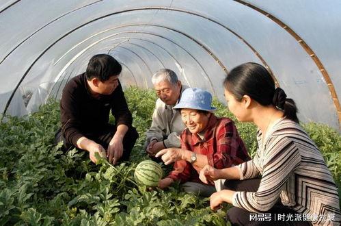 日本老奶奶吃瓜,传统与时尚的完美融合