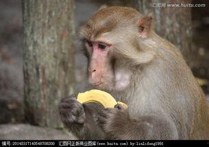 女子喂猴子吃瓜,女子喂猴子吃瓜温情瞬间
