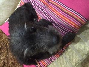 孕妇梦见吃鸡瓜,吃鸡瓜的寓意与启示