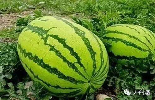 免费吃瓜地址在哪,一网打尽各大热门瓜源地址