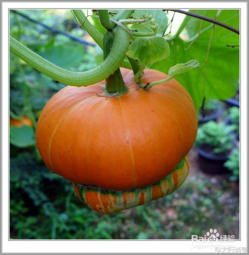 香炉瓜怎么吃图文介绍,图文详解，轻松上手