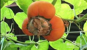 香炉瓜怎么吃图文介绍,图文详解，轻松上手