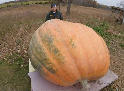 可以吃大瓜吗,揭秘“吃大瓜”背后的娱乐真相与网络文化现象
