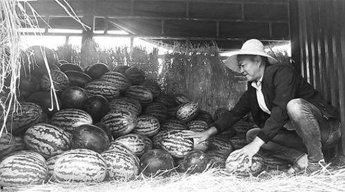 成武吃瓜群众,揭秘当地热点事件背后的故事