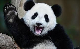 熊猫晚上吃瓜,瓜果飘香，萌动夜晚时光