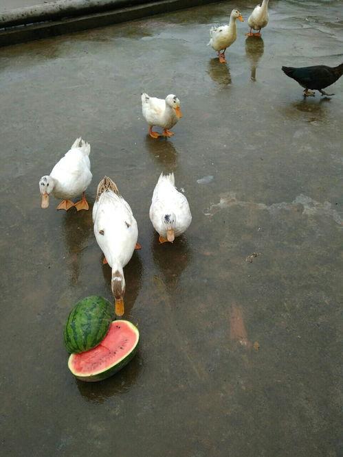 屁鸭吃瓜,揭秘娱乐圈的幕后故事