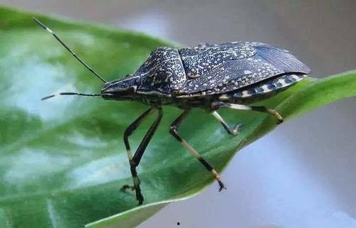 吃瓜把虫子吃了,虫子成盘中佳肴