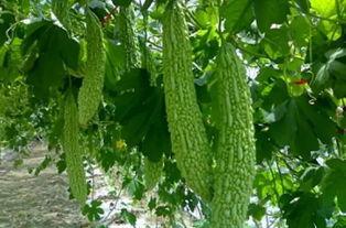 吃瓜把虫子吃了,虫子成盘中佳肴