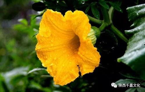 南瓜不吃瓜吃花,不吃瓜却偏爱花朵的奇妙之旅