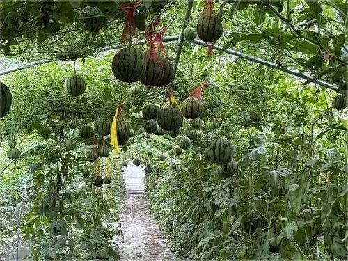 乡下吃瓜的情景50,夏日乡村吃瓜盛宴