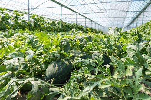 乡下吃瓜的情景50,夏日乡村吃瓜盛宴