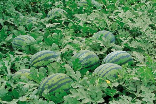 乾隆路过田间吃瓜,乾隆田间品瓜趣事