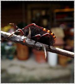 瓜黑蝽 怎么吃,解锁独特昆虫食材的烹饪艺术