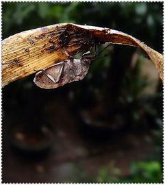 瓜黑蝽 怎么吃,解锁独特昆虫食材的烹饪艺术