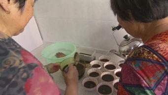 杨阿姨吃群众瓜,杨阿姨与群众瓜的温馨故事