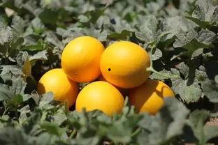 外地人吃民勤瓜,尽享田园风光与美味佳肴