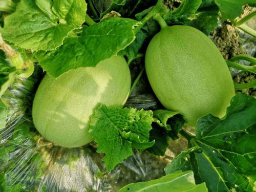 吃羊角蜜瓜脸痒怎么办,缓解脸痒的实用方法