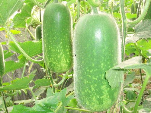 《江小渔吃瓜》,揭秘娱乐圈背后的那些事儿