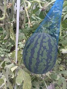 吃瓜群众盛夏果实,吃瓜群众眼中的果实盛宴