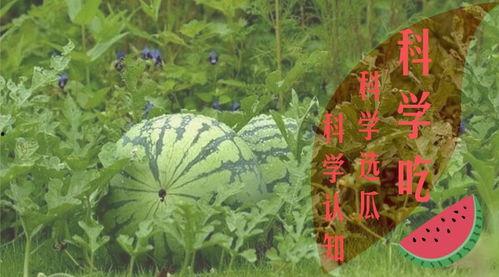 吃瓜群众盛夏果实,吃瓜群众眼中的果实盛宴