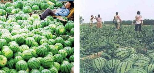 吃瓜群众盛夏果实,吃瓜群众眼中的果实盛宴