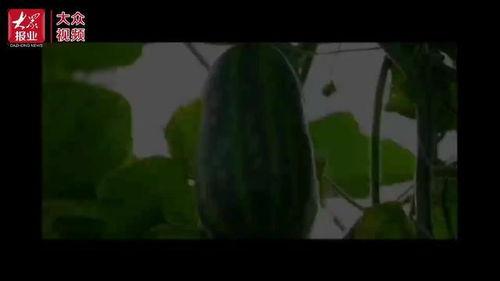 金牛湖吃瓜视频,揭秘网红美食背后的故事