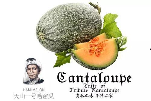 吃瓜群众是ppt,揭秘PPT中的趣味与智慧