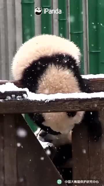 吃瓜落落熊,揭秘瓜界萌宠的趣味生活