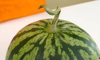 吃瓜看谁比较重,盘点娱乐圈体重排行，谁才是真正的“重量级”明星？