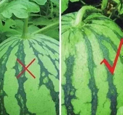 吃瓜发出的声音,揭秘吃瓜群众的欢乐与争议