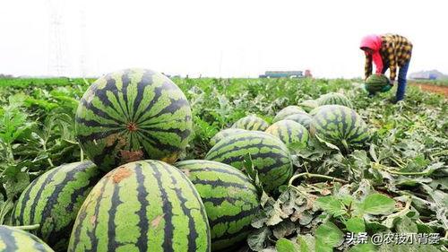 吃瓜发出的声音,揭秘吃瓜群众的欢乐与争议