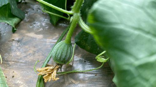 儿时的吃瓜方法,那些年我们一起吃瓜的日子