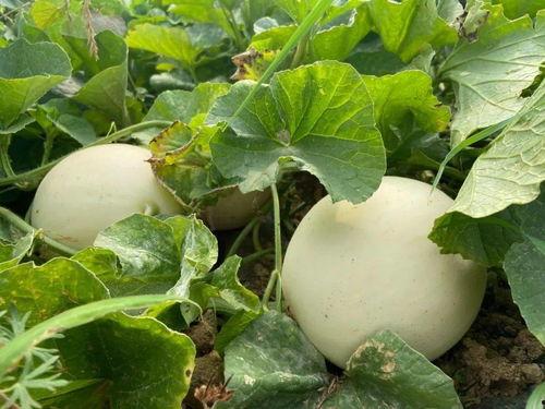 儿时的吃瓜方法,那些年我们一起吃瓜的日子