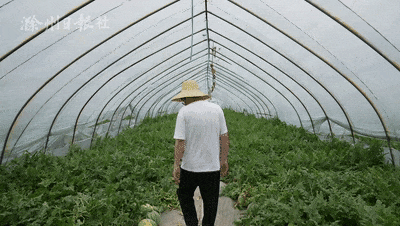 安徽滁州男子吃瓜,瓜中藏宝引网友热议