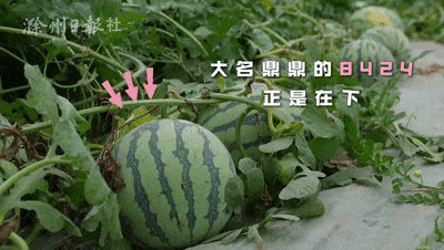 安徽滁州男子吃瓜,瓜中藏宝引网友热议