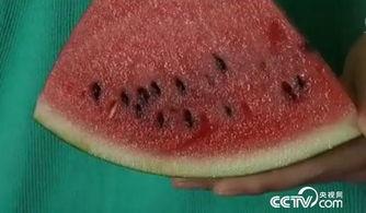 吃西瓜不吐籽不叫吃瓜,不吐籽，尽享清凉