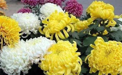 菊花进头吃瓜,揭秘古代宫廷的神秘饮食文化