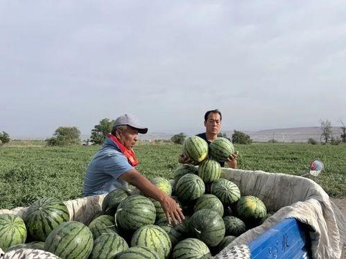 菊花进头吃瓜,揭秘古代宫廷的神秘饮食文化