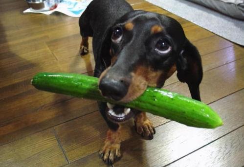 狗花吃瓜,趣味横生的宠物日常趣事