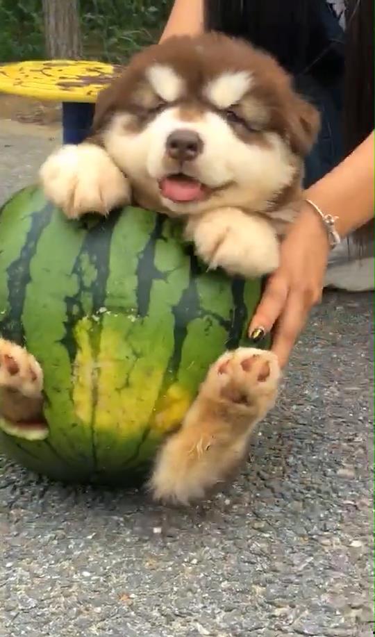 狗花吃瓜,趣味横生的宠物日常趣事