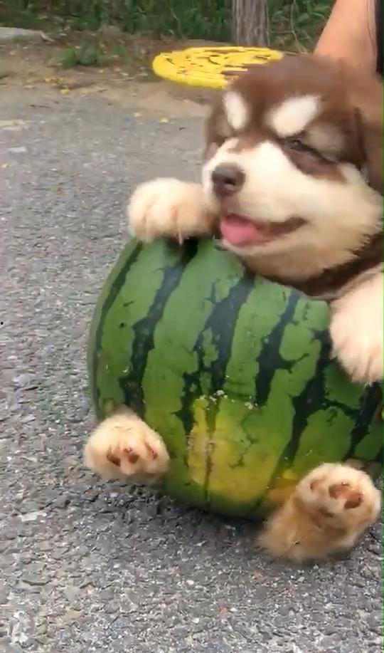狗花吃瓜,趣味横生的宠物日常趣事