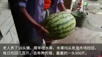 瓜友们吃瓜了完整视频