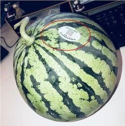 叶县网红吃瓜,揭秘网络红人的幕后生活