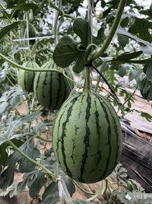 叶县网红吃瓜,揭秘网络红人的幕后生活