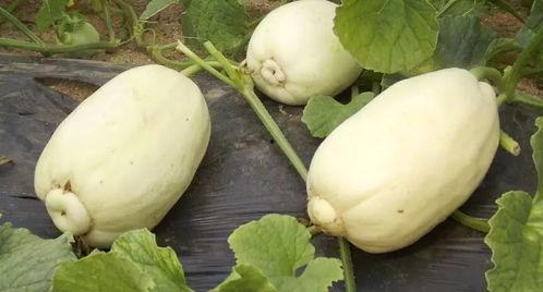 小边儿解说吃瓜