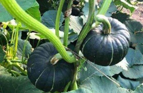 小边儿解说吃瓜