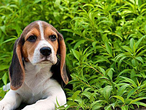 查理的小狗吃瓜,一场意外的欢乐盛宴