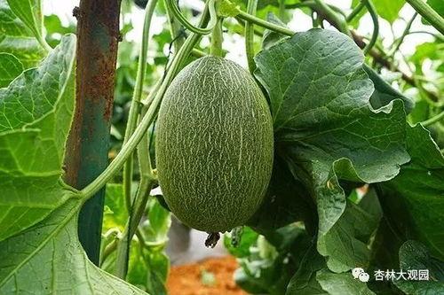 小王吃的瓜,品味生活百态