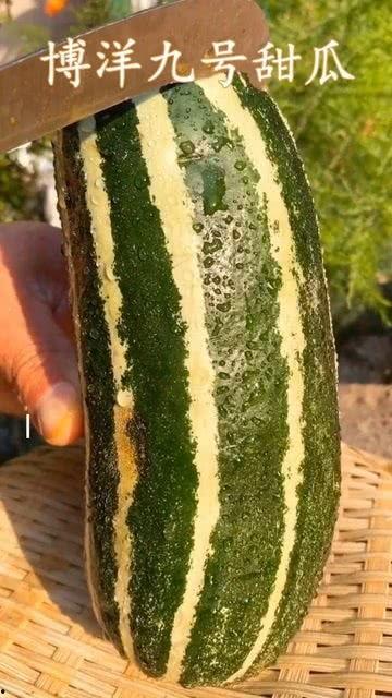 熟过头的瓜可以吃,探索瓜果熟透后的独特风味